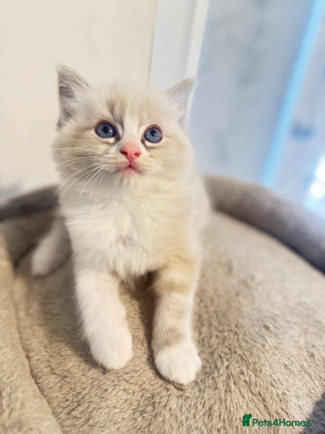 Ragdoll cats for sale: Beautiful Ragdoll Kittens - Advert 22