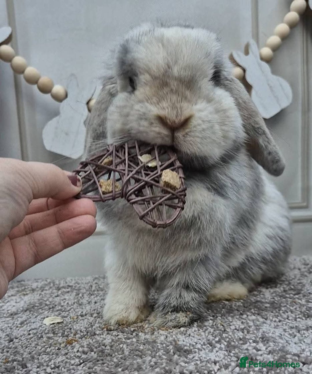Mini Lop rabbits for sale: Mini lops - Image 9