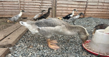 Geese poultry - Advert 13