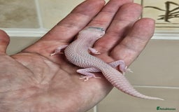 Leopard Gecko reptiles for sale: Supersnows leopard geckos normal and albino  - Image 8
