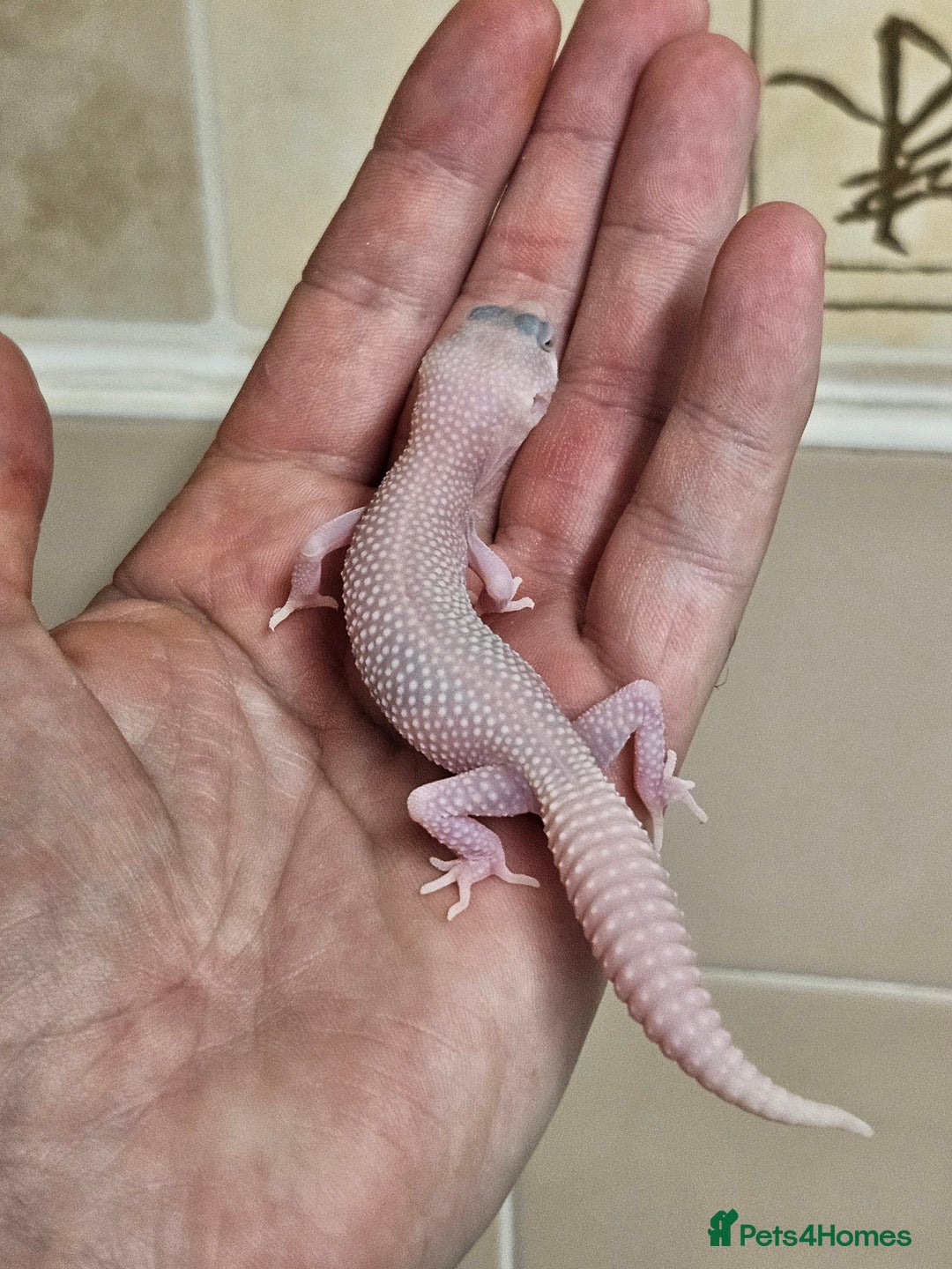Leopard Gecko reptiles for sale: Supersnows leopard geckos normal and albino  - Image 8