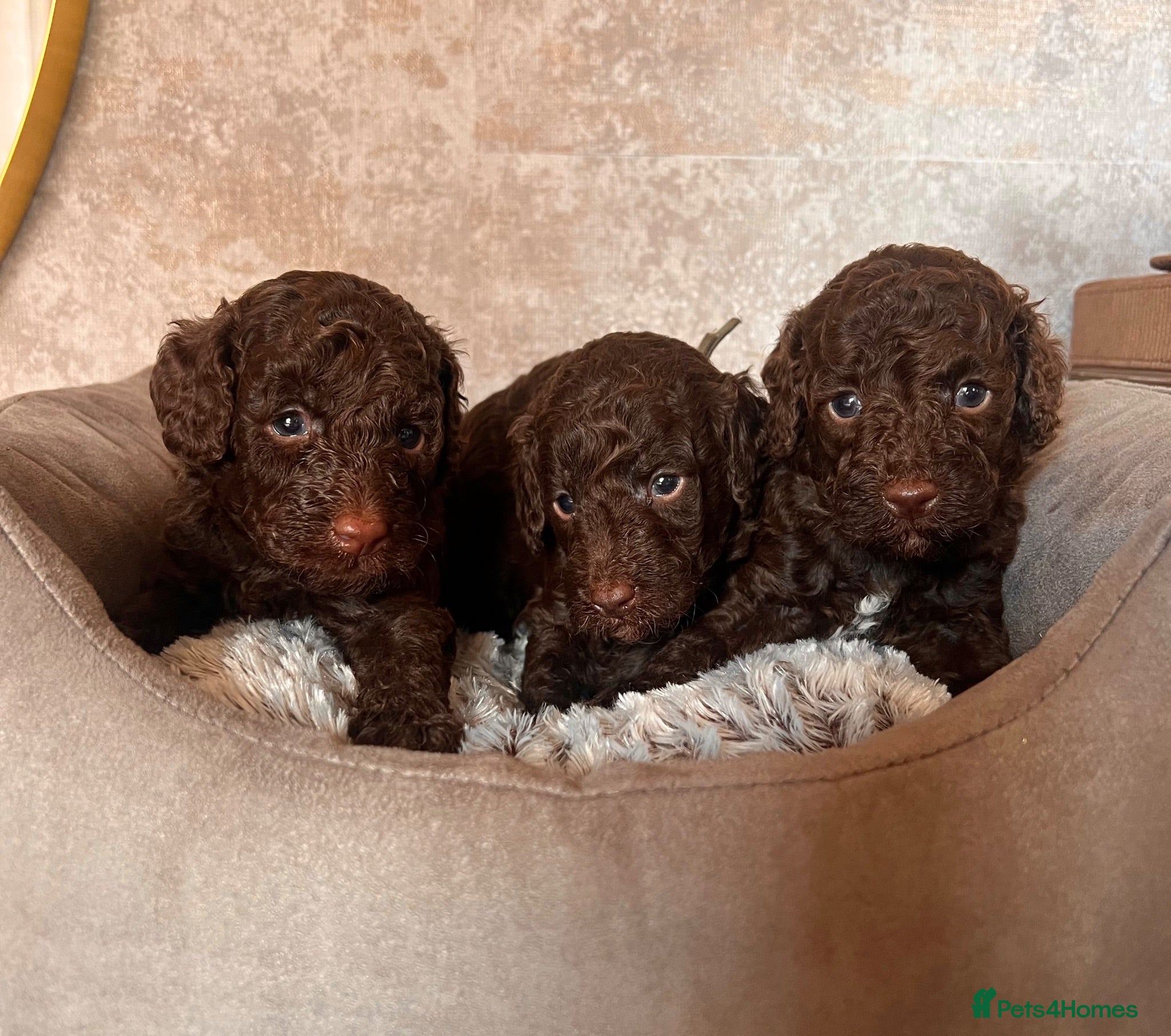 Miniature Poodle dogs 🤎 BEAUTIFUL CHOCOLATE MINIATURE POODLE BOYS 🤎 - Advert 7