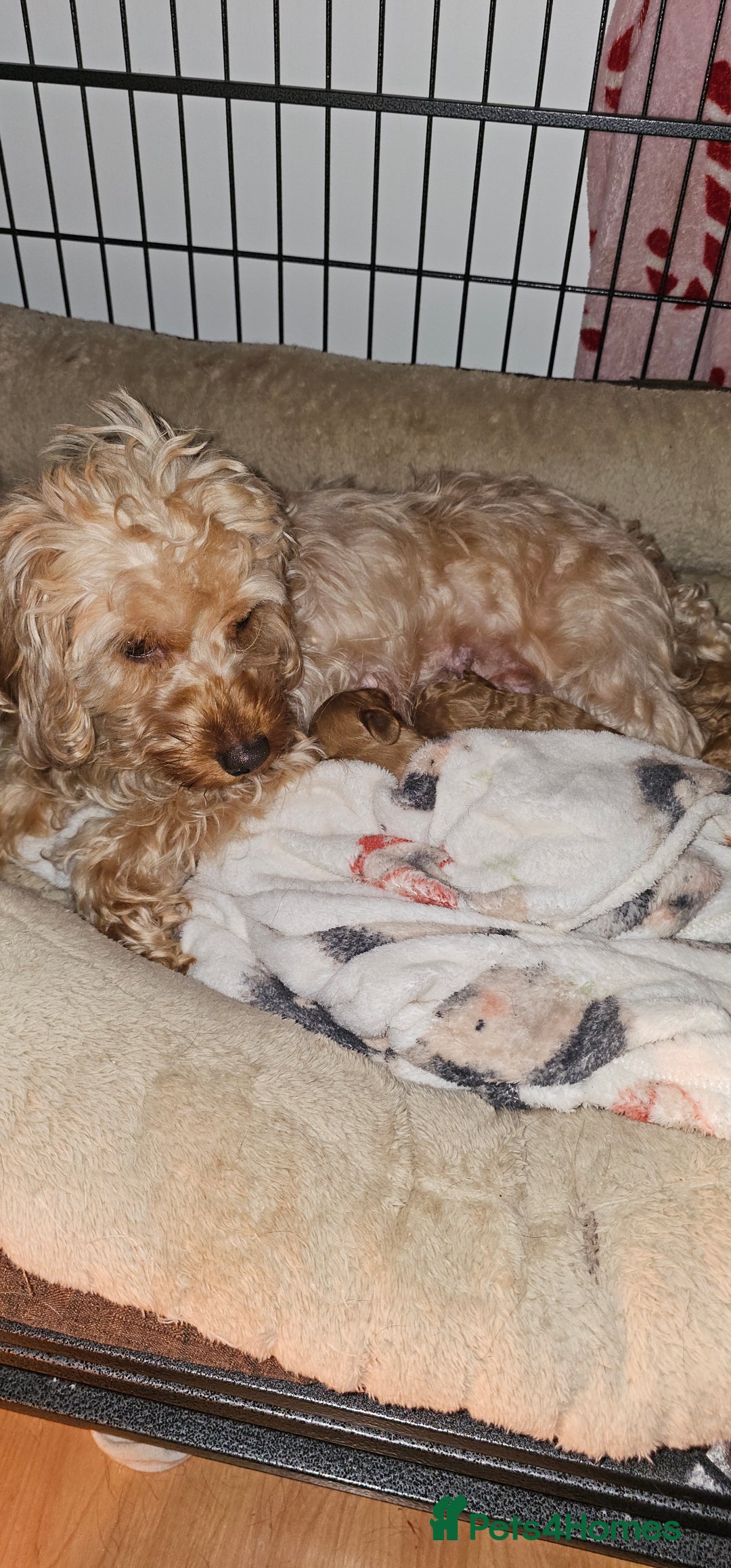 Cavapoo dogs for sale: Delightful Cavapoo puppies - Advert 9