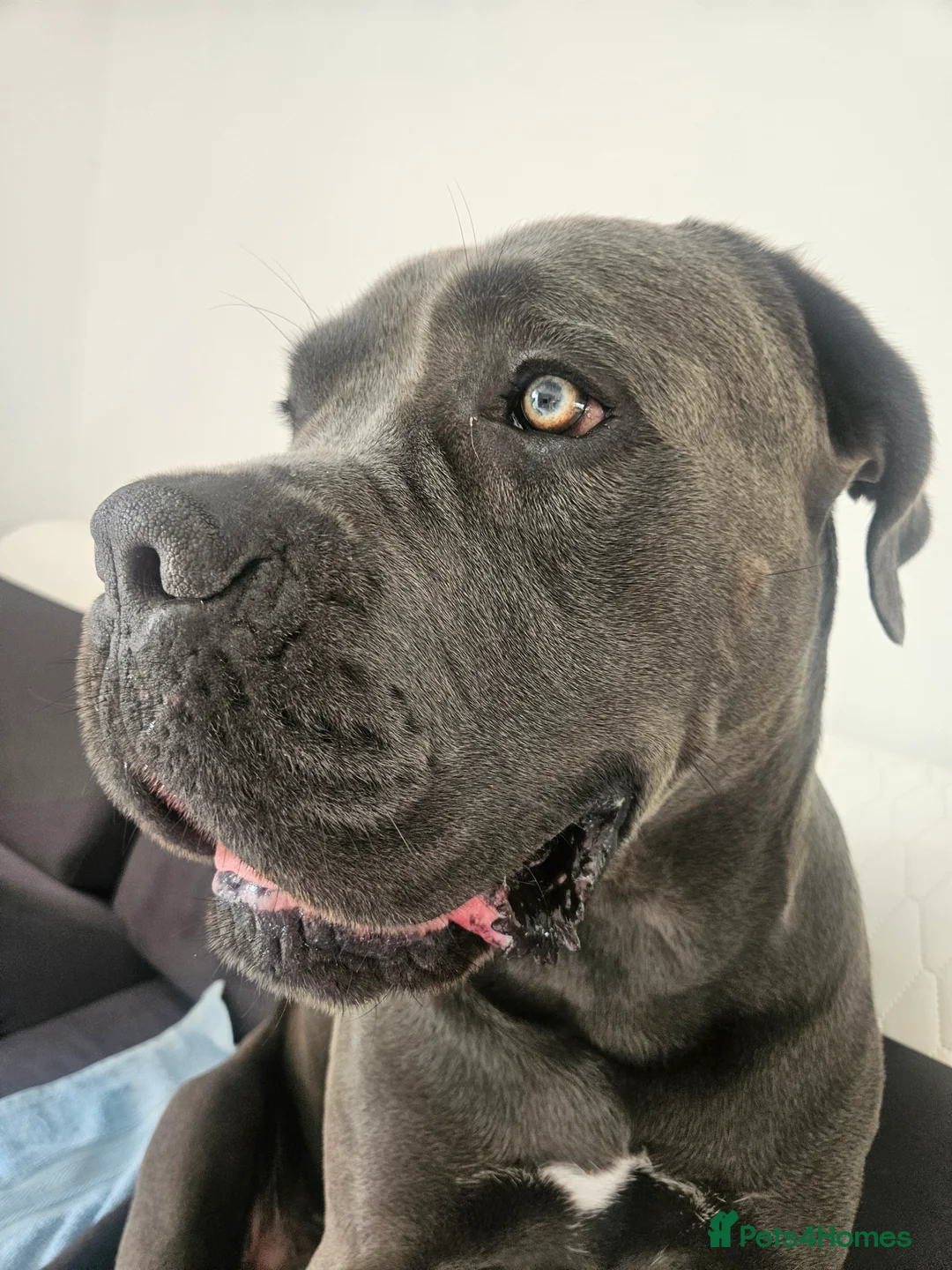 Cane Corso dogs for stud: Male,  named kilo - Advert 5