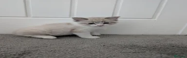 Boy 2