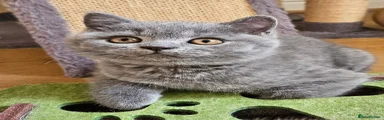 British Shorthair 2