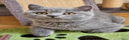 British Shorthair cats for sale: Champion lines British Shorthair kittens  - Advert 18