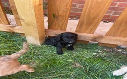 Cockapoo dogs for sale: Ready now! Cockapoo puppies F1 3 girls 2 boys - Image 13