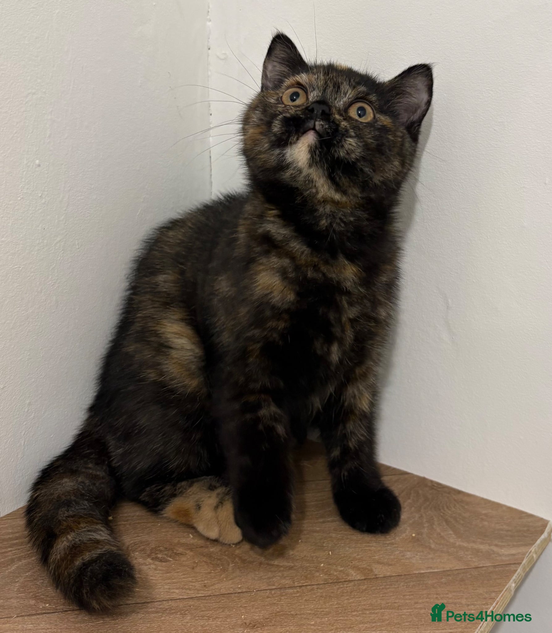 British Shorthair cats Black tortie Tica Reg British shorthair  - Advert 6