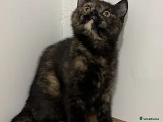 British Shorthair cats Black tortie Tica Reg British shorthair - Advert 6