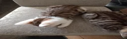 Mixed Breed cats for sale: Kittens ready for their forever homes tabby bengal - Advert 2
