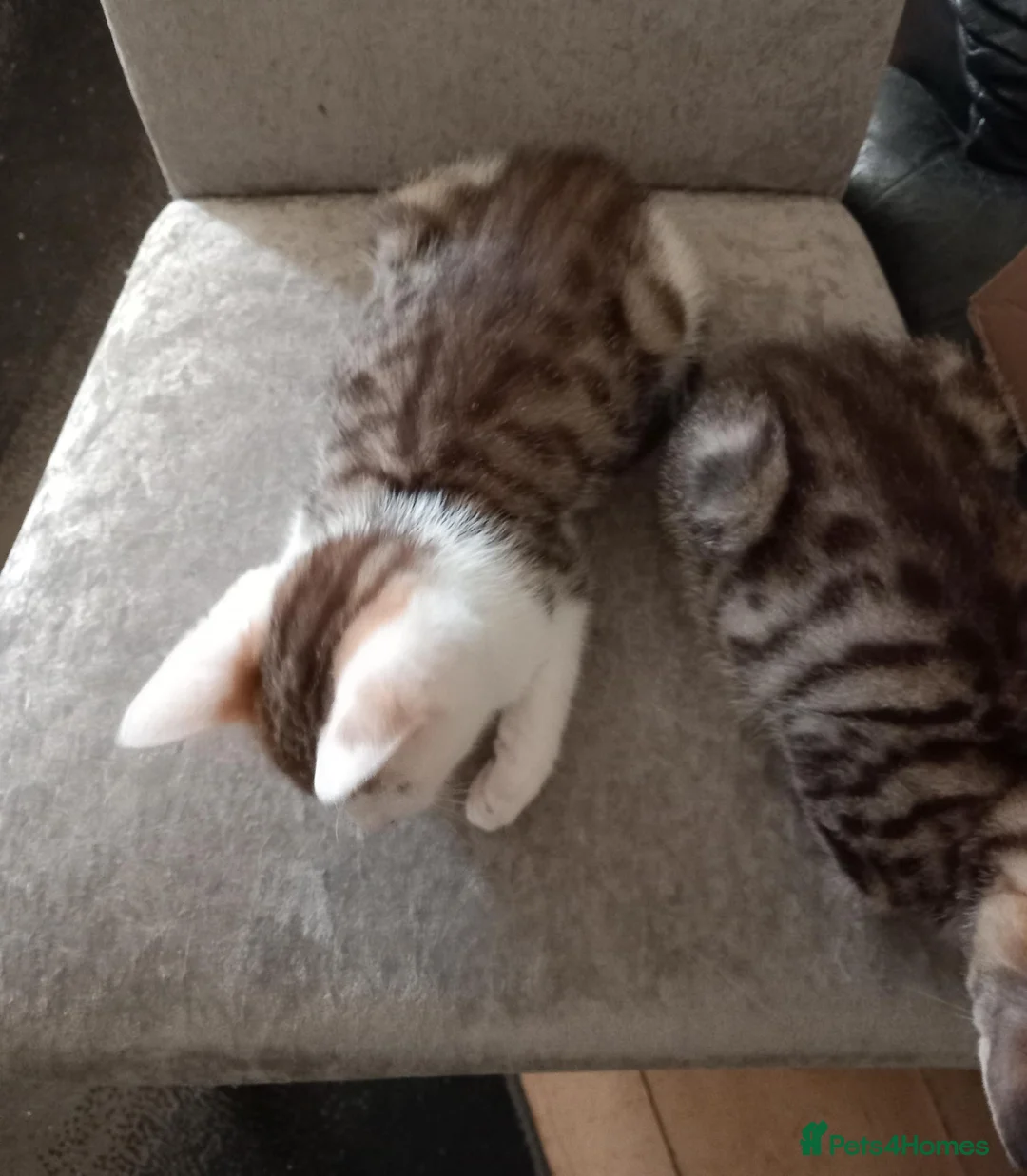 Mixed Breed cats for sale: Kittens ready for their forever homes tabby bengal - Advert 2