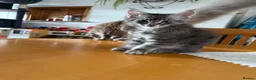Maine Coon cats for sale: Beautiful Maine Coon boy  - Advert 9