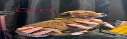 Mixed Breed dogs for sale: LAST BOY- Saluki Greyhound puppies - Advert 15