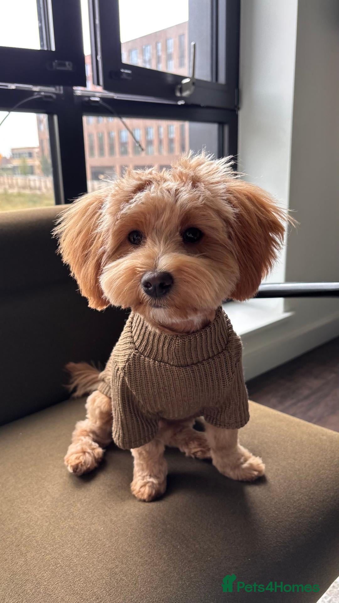 Maltipoo dogs Handsome Maltipoo Available for Stud  - Advert 1