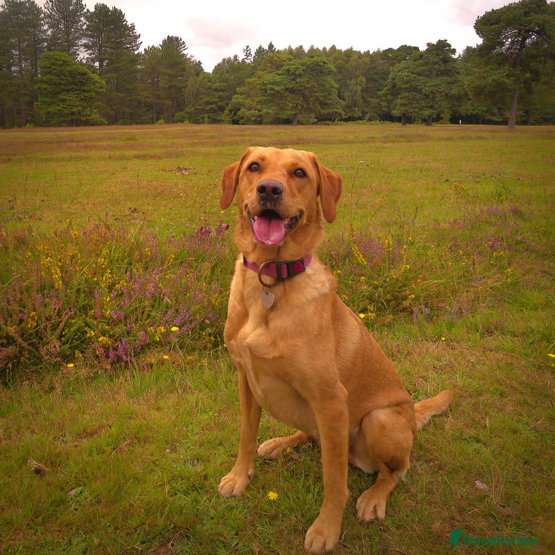 Labrador Retriever dogs for sale: Extensively Health tested Red fox Labradors 🧡 - Image 5