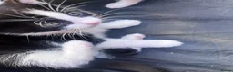 Mixed Breed cats for sale: 🐾 Stunning 10 week old kittens 🐾 - Advert 9