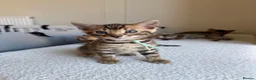 Bengal cats for sale: ✨ Pedigree Rosetted Bengal Kittens - Ready Soon✨ - Advert 8