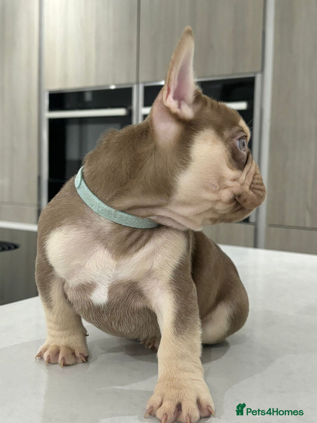 French Bulldog dogs for sale: French bulldog  - Image 13