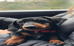Miniature Dachshund dogs for sale: Miniature Dachshund, “Chip”  - Image 4