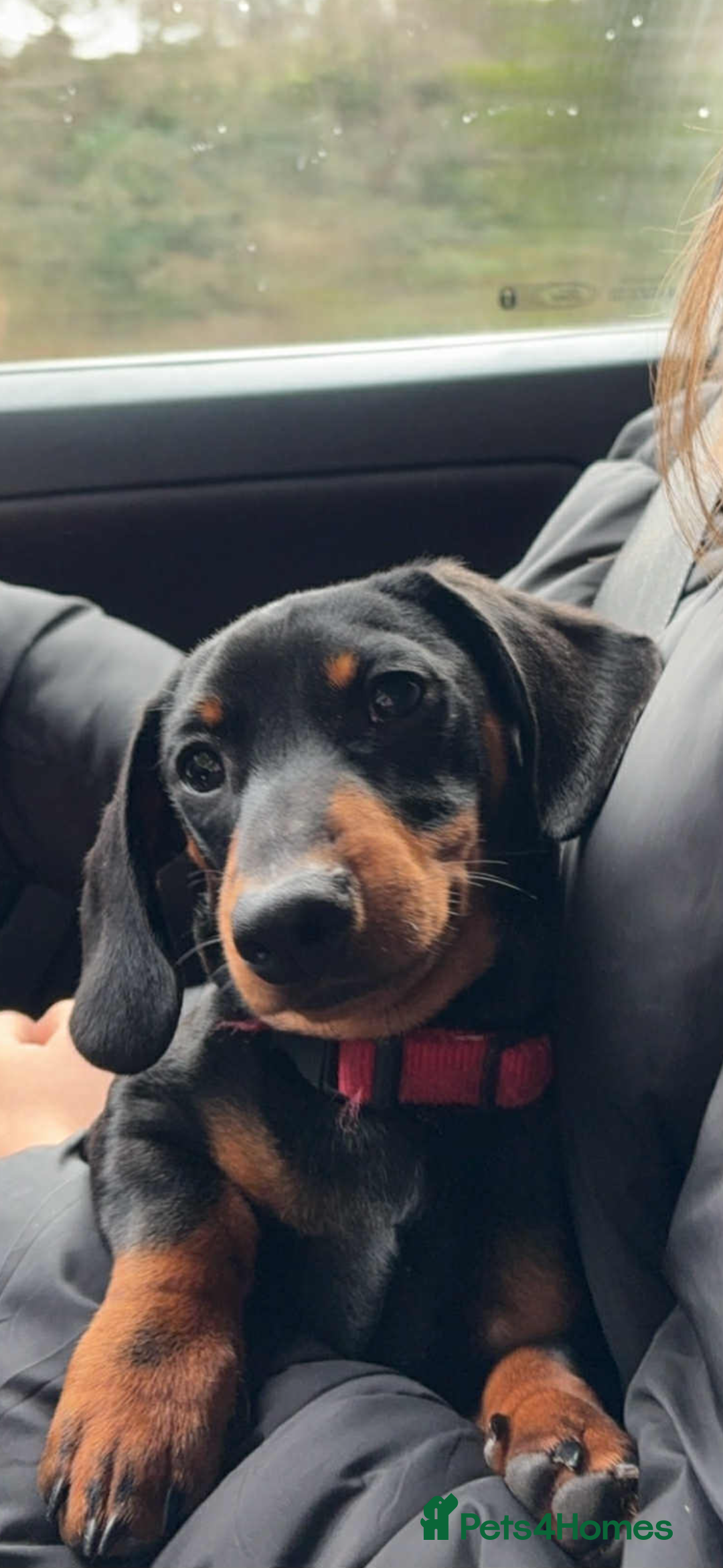 Miniature Dachshund dogs for sale: Miniature Dachshund, “Chip”  - Image 4