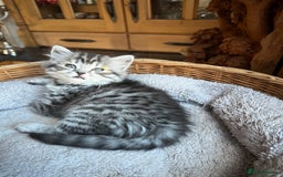 British Longhair cats for sale: British Longhair full pedigree - Advert 11