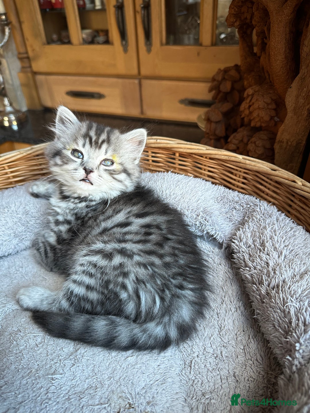 British Longhair cats for sale: British Longhair full pedigree - Advert 11