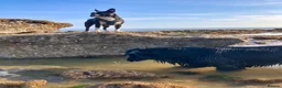 Boston Terrier dogs for sale: Exceptional puppies. Extensively tested parents.   - Advert 11