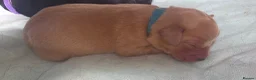 Labrador Retriever dogs for sale: Labrador puppies seeking loving homes. - Advert 13