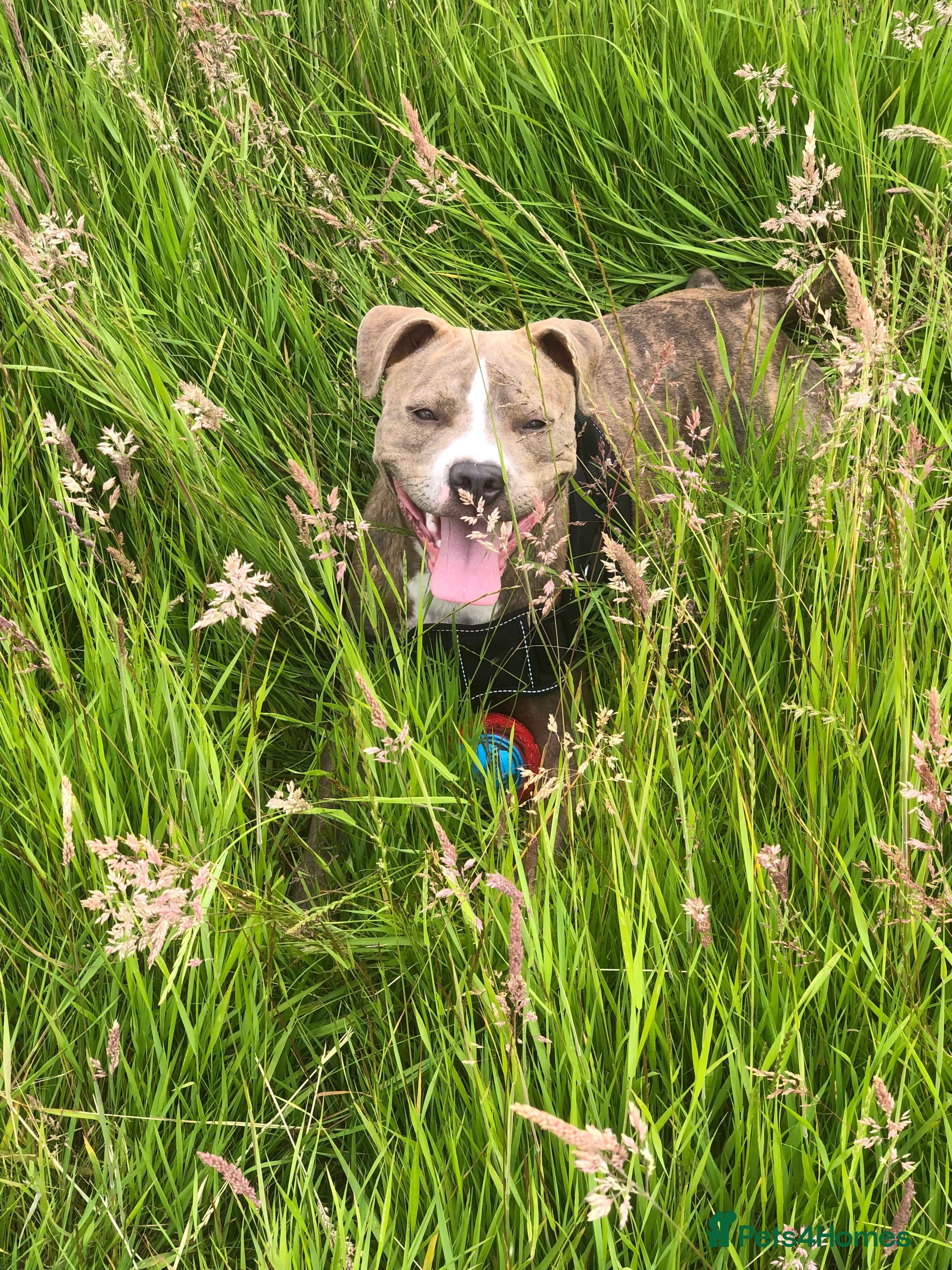 Mixed Breed dogs Staffie puppy’s  - Advert 16