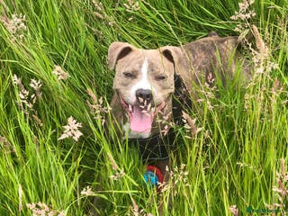 Mixed Breed dogs Staffie puppy’s - Advert 16