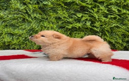Chow Chow dogs for sale: SHOW QUALITY KC REGISTERED CHOW CHOW PUPPIES - Image 11