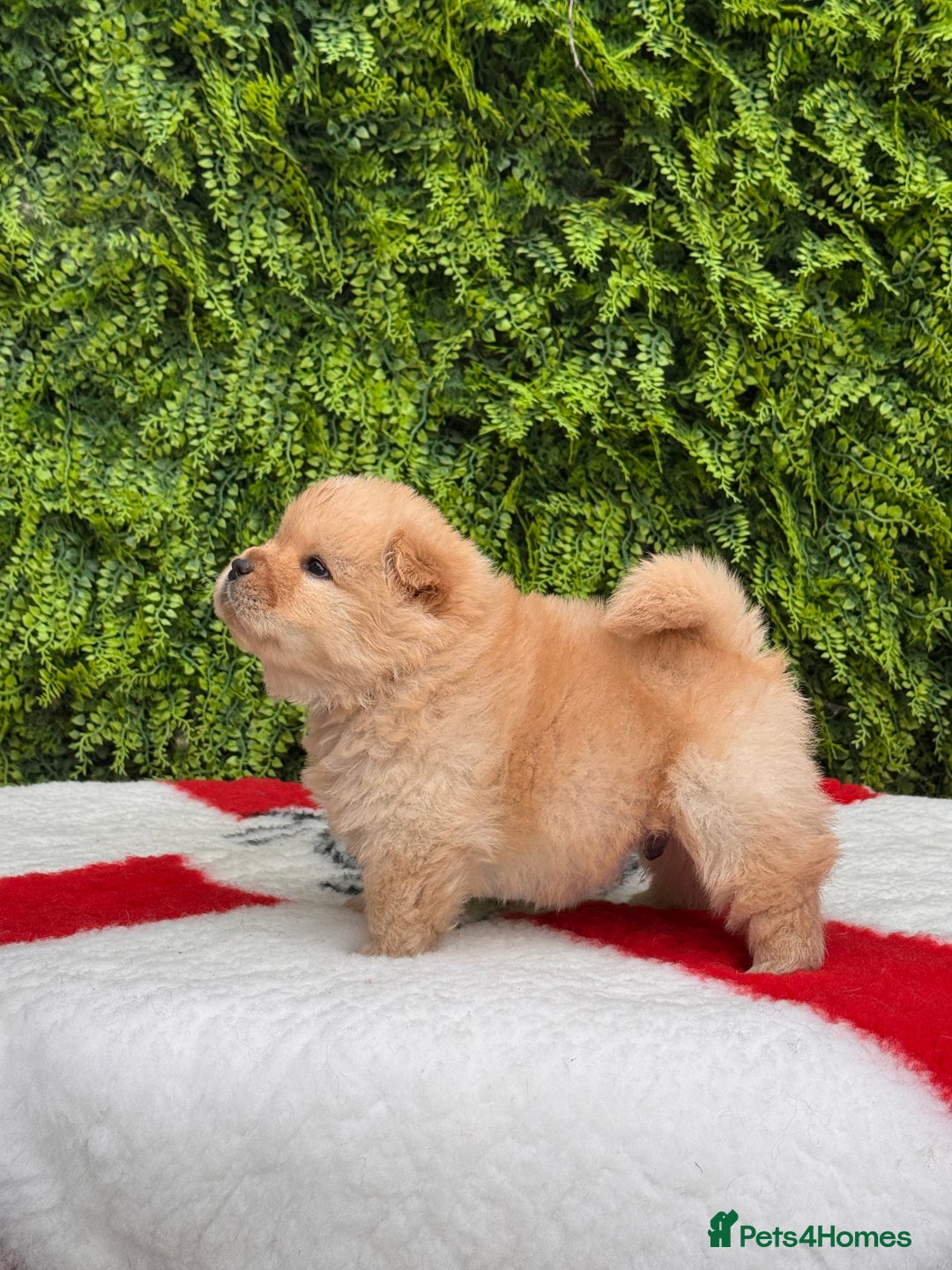 Chow Chow dogs for sale: SHOW QUALITY KC REGISTERED CHOW CHOW PUPPIES - Image 11