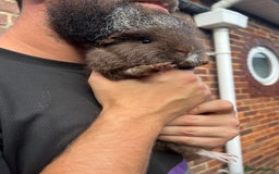 Guinea Pig rodents for sale: 15 month old Male - Image 1
