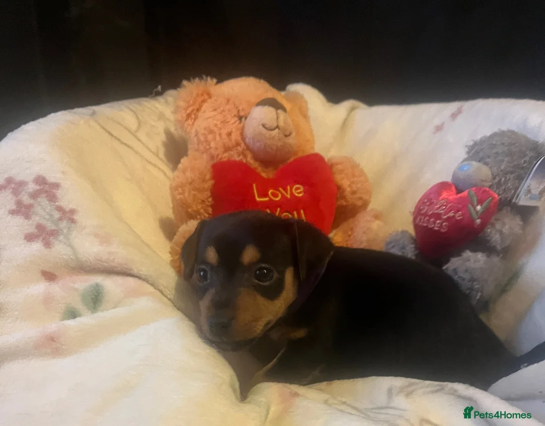 Jack Russell dogs for sale: Miniature rare natural bobtailed jack Russells - Advert 20