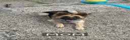 German Shepherd dogs for sale: German Shepherd puppy - Advert 12