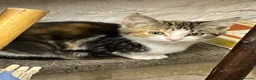 Maine Coon cats for sale: Beautiful fluffy kittens - Advert 8