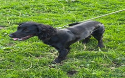 Cocker Spaniel dogs for sale: Working Cocker Spaniel  - Image 1