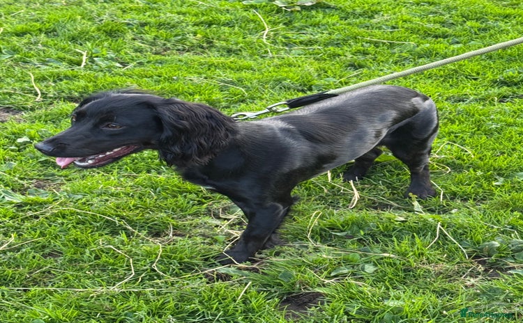 Cocker Spaniel dogs - Advert 1