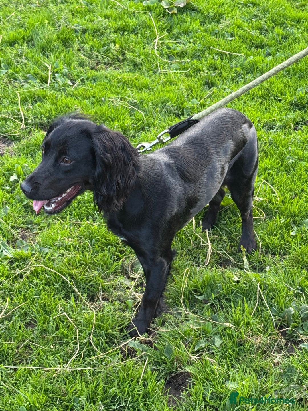 Cocker Spaniel dogs for sale: Working Cocker Spaniel  - Image 1