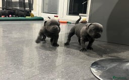 Staffordshire Bull Terrier dogs for sale: Staffordshire Bull Terrier pups - Image 9
