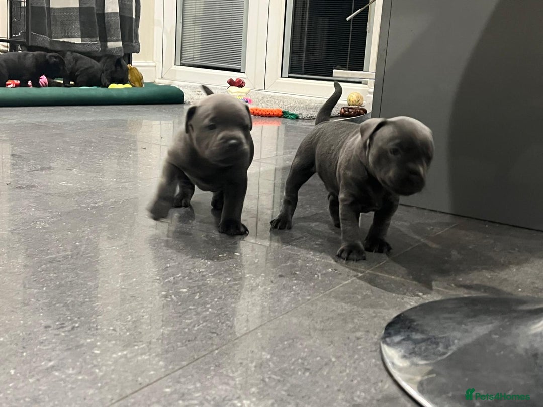 Staffordshire Bull Terrier dogs for sale: Staffordshire Bull Terrier pups - Image 9