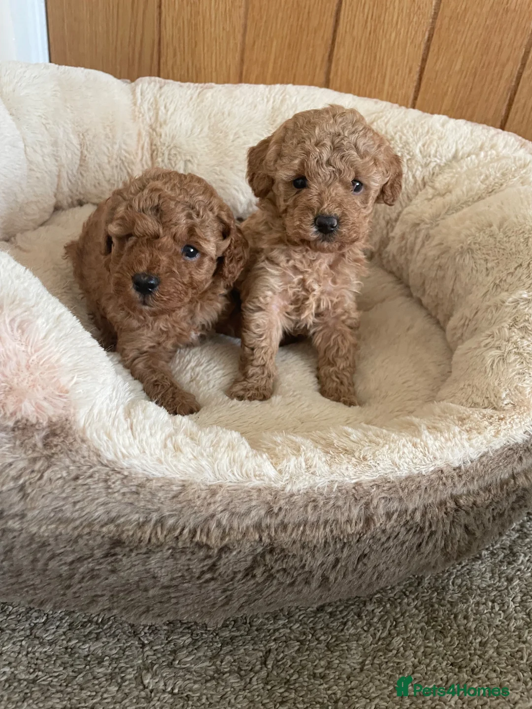 Toy Poodle dogs for sale: Royal Kennel Club Registered Toy Poodles  - Advert 1