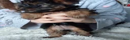 Chorkie dogs for sale: 5 beautiful Chorkie pups ready to go now 4g 1 boy - Advert 20