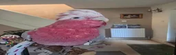 Cockatoo birds for sale: Galah Cockatoo in Abergavenny - Advert 4