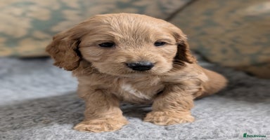 Cockapoo dogs Stunning health tested F1 cockapoo puppies - Advert 4