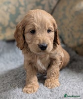 Cockapoo dogs Stunning health tested F1 cockapoo puppies - Advert 4