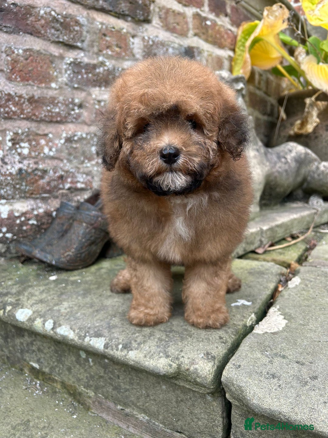 Toy Poodle dogs for sale: Beautiful KC Reg. Small Toy Poodle Puppies - Image 18