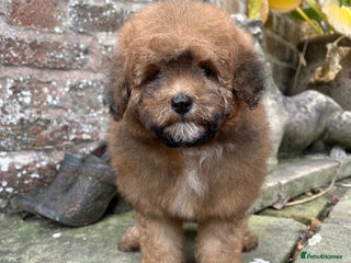 Toy Poodle dogs Beautiful KC Reg. Small Toy Poodle Puppies - Advert 5