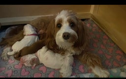 Cockapoo dogs for sale: Two gorgeous F2b Cockapoo girls left  - Advert 2